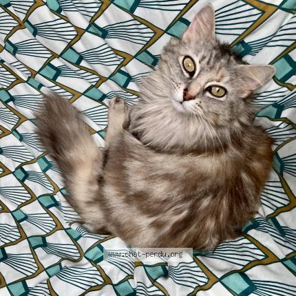 Photo 1/1 Mimi Chat lost in Getigne