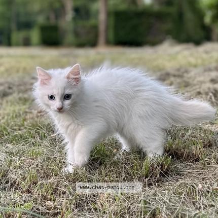Photo 1/1 Zina Chat lost in Nimes