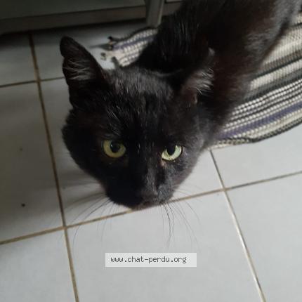 Photo 1/1 Zultan Chat lost in Gagny