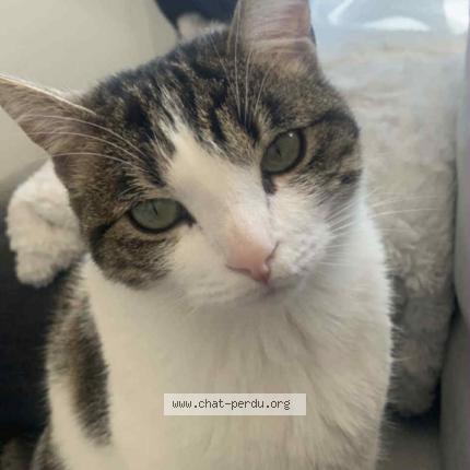 Photo 1/1 Taya Chat lost in Combs la ville