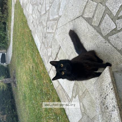 Photo 1/1 Yoru Chat lost in Aulnay sous bois