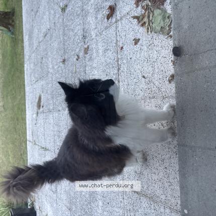 Photo 1/1 Found cat Found in Pessac
