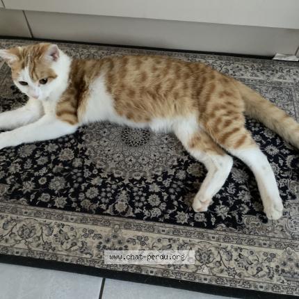 Photo 1/1 Found cat Found in Laval