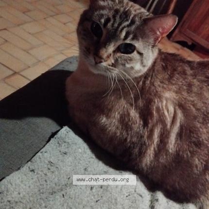 Photo 1/1 Ga&iuml;a Chat lost in Bouriege