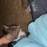 Picture of cat found at Villejuif