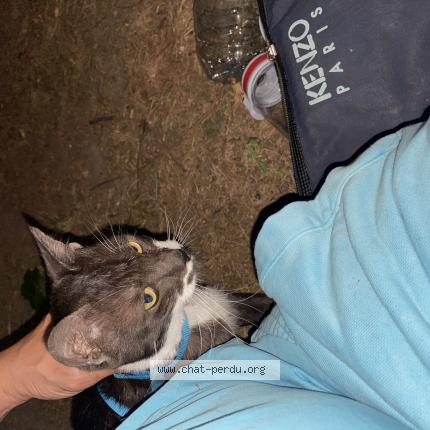 Photo 1/1 Found cat Found in Villejuif
