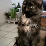 Picture of cat lost at Chanas