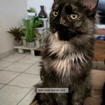 Photo 1/1 W'Columbia Chat lost in Chanas