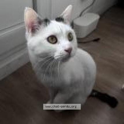 Photo 1/1 Shiro Théo Chat lost in Livry gargan