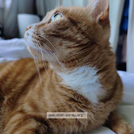 Foto 1/1 Wiedergefundene Katze Verloren in Courfaivre