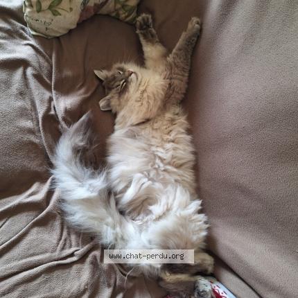Photo 1/1 Smoky Chat lost in Herblay