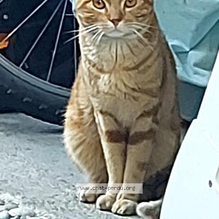 Photo 1/1 Found cat Found in Pau