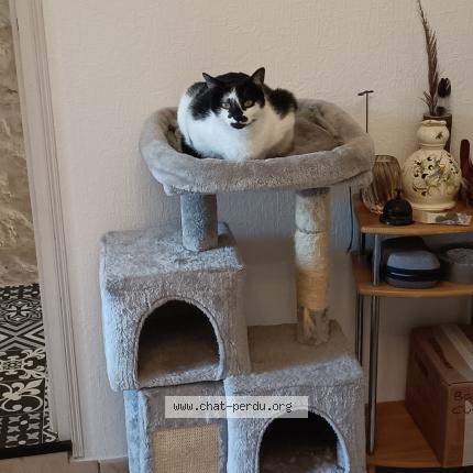 Photo 1/1 Mayami Chat lost in Rochefort