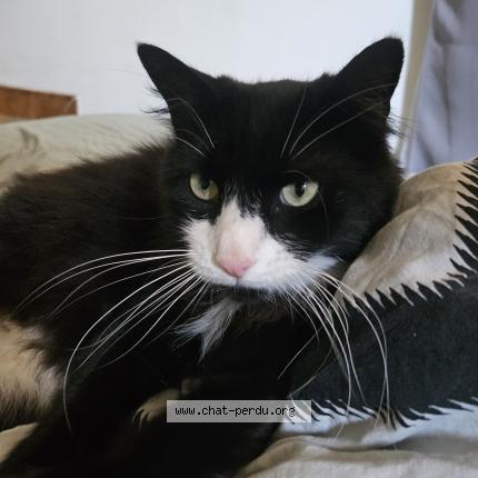 Photo 1/2 Seïko Chat lost in Montpellier