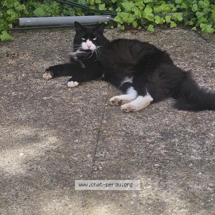 Photo 2/2 Seïko Chat lost in Montpellier