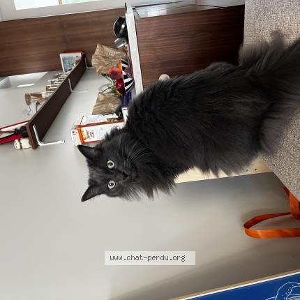 Photo 1/1 Pouilly Chat lost in Saint maur des fosses