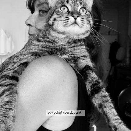 Foto 1/1 Kat teruggevonden Vermist in Bruxelles