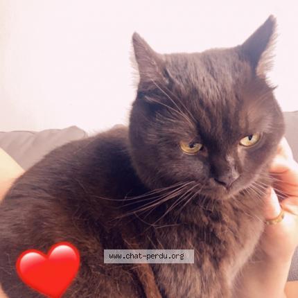 Photo 1/1 Serki Chat lost in Anderlecht