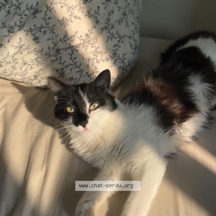 Photo 1/1 Poh Chat lost in Clichy