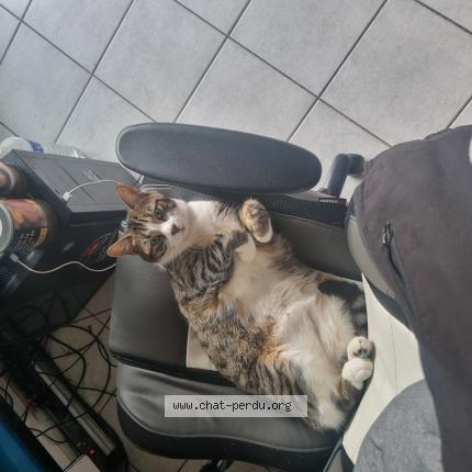 Photo 1/1 THOR Chat lost in Coulommiers