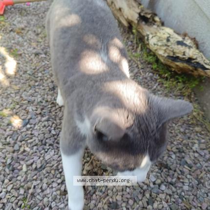 Photo 1/1 Charlie Chat lost in St brieuc