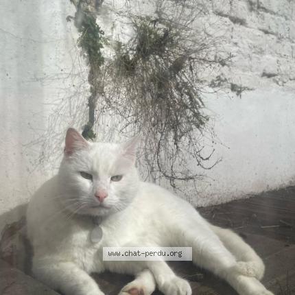 Foto 1/1 Kat teruggevonden Vermist in Bruxelles