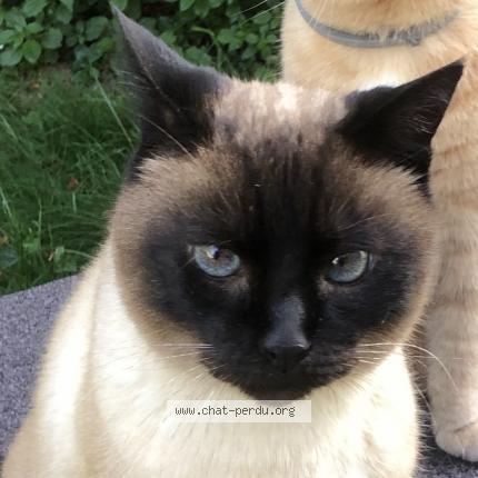 Photo 1/1 Castor Chat lost in Champigny sur marne