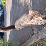 Picture of cat found at Lys Lez Lannoy