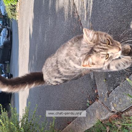 Photo 1/1 Found cat Found in Lys lez lannoy