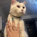 Picture of cat lost at Gradignan