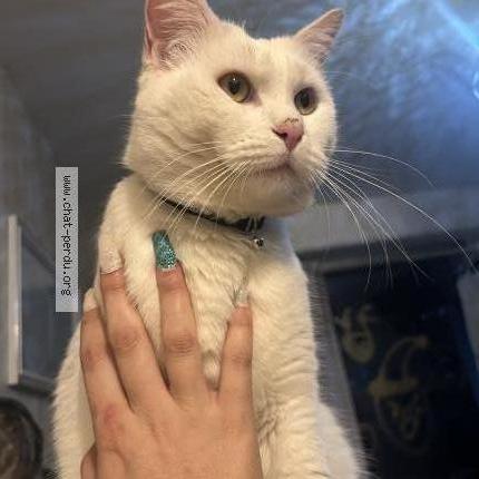 Photo 1/2 Salto Chat lost in Gradignan