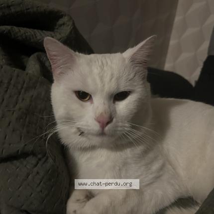 Photo 2/2 Salto Chat lost in Gradignan