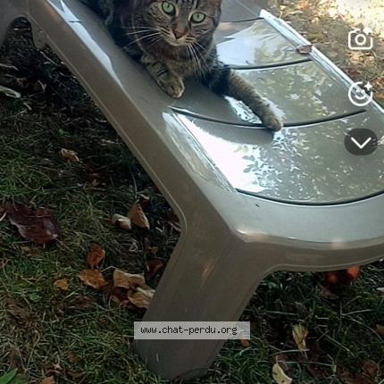 Photo 1/1 Soso Chat lost in Migennes