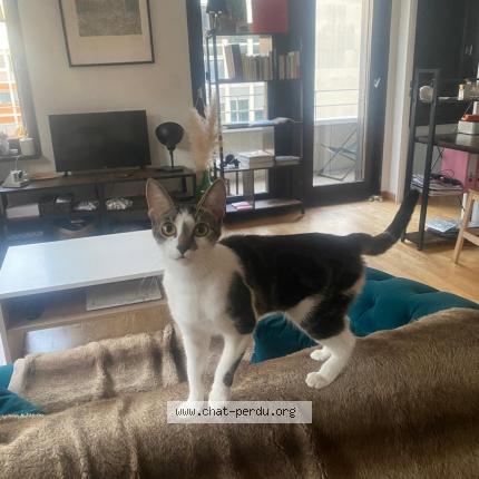 Photo 1/1 Amy Chat lost in Paris