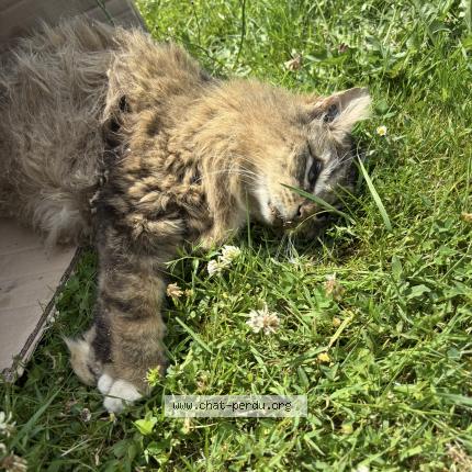 Photo 1/1 Found cat Found in Dieudonne