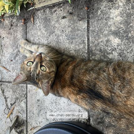 Photo 1/1 Found cat Found in Soulangis