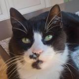 Picture of cat lost at Carpentras