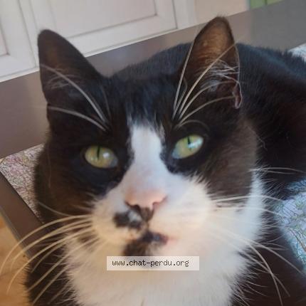 Photo 1/1 Kyo Chat lost in Carpentras