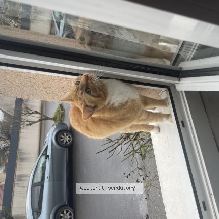 Photo 1/1 Mimi Chat lost in Savigny le temple