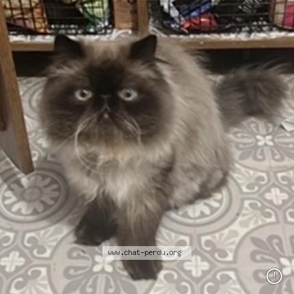 Photo 1/1 Pilou Chat lost in Tremblay en france