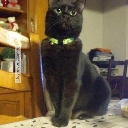 Photo 1/1 Nanouck Chat lost in Reichshoffen