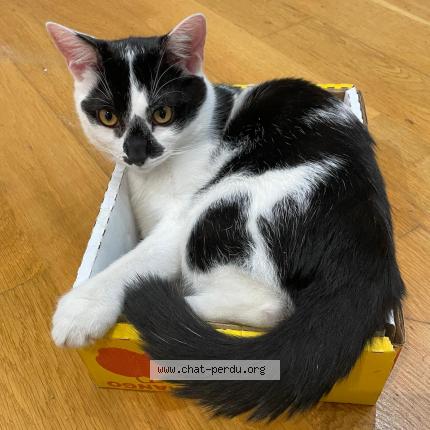 Photo 1/1 Khi Khi Chat lost in Chevilly larue