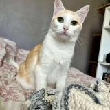 Picture of cat lost at Saint Simon