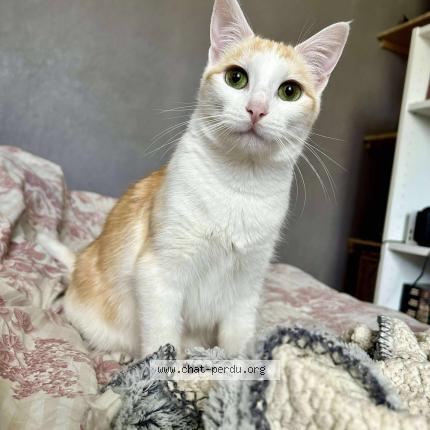 Photo 1/1 Willow Chat lost in Saint simon