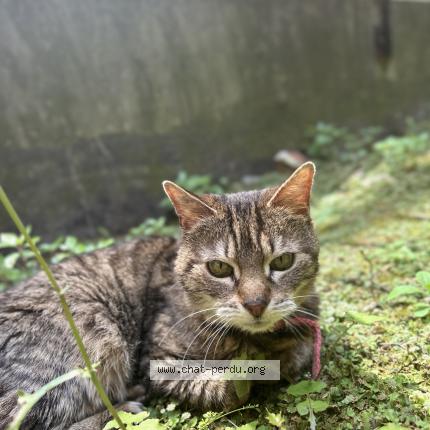 Photo 1/1 Choukette Chat lost in Lille