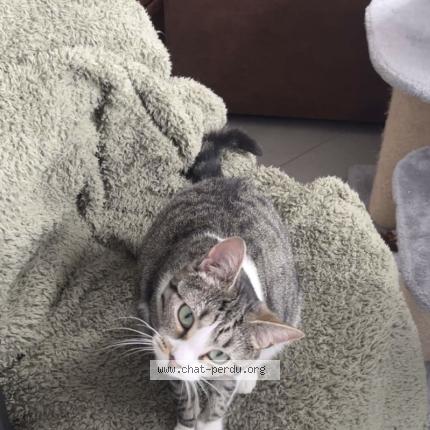 Photo 1/1 Bancale Chat lost in Giraumont