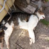 Picture of cat found at Lallaing