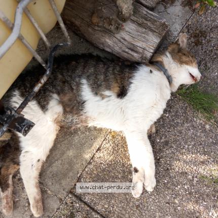 Photo 1/1 Found cat Found in Lallaing