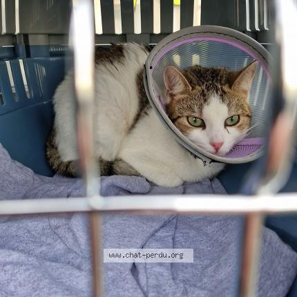 Photo 1/1 Doudouce Chat lost in Soissons