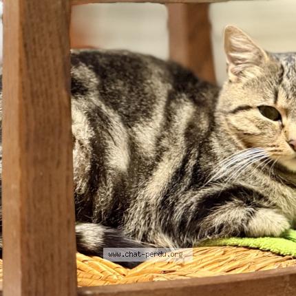 Photo 1/1 Lili Chat lost in Vouille